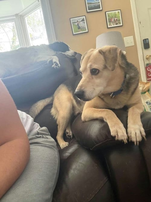 Photo of Buddy, adoptable senior Beagle in Holbrook, New York