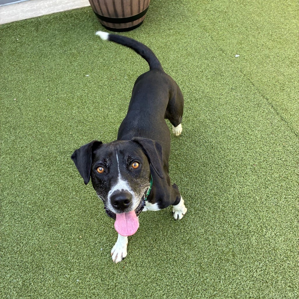 Photo of Runner, adoptable senior Mixed Breed (Medium) in Greensboro, North Carolina