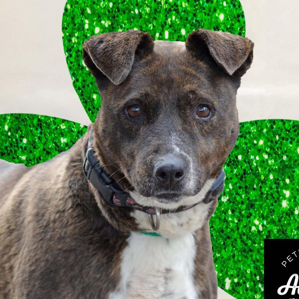 Photo of Candella, adoptable senior Retriever, Labrador / Mixed Breed (Medium) in Middletown, New York