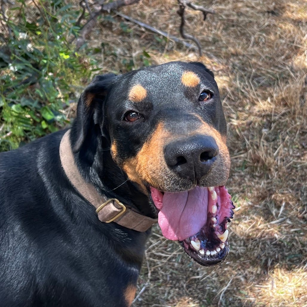 Photo of Brandon, adoptable senior Pinscher, Doberman / Mix in San Francisco, California