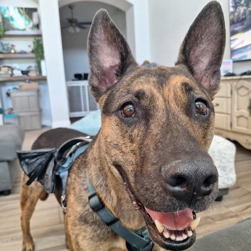 Xerxes, adoptable senior German Shepherd Dog in Florence, AZ