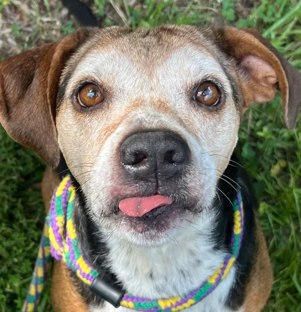 Photo of Arya, adoptable senior Hound (Unknown Type)/Mixed Breed (Medium) in Chattanooga, Tennessee