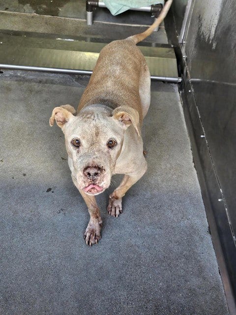 Photo of Patty, adoptable senior Pit Bull Terrier in San Bernardino, California