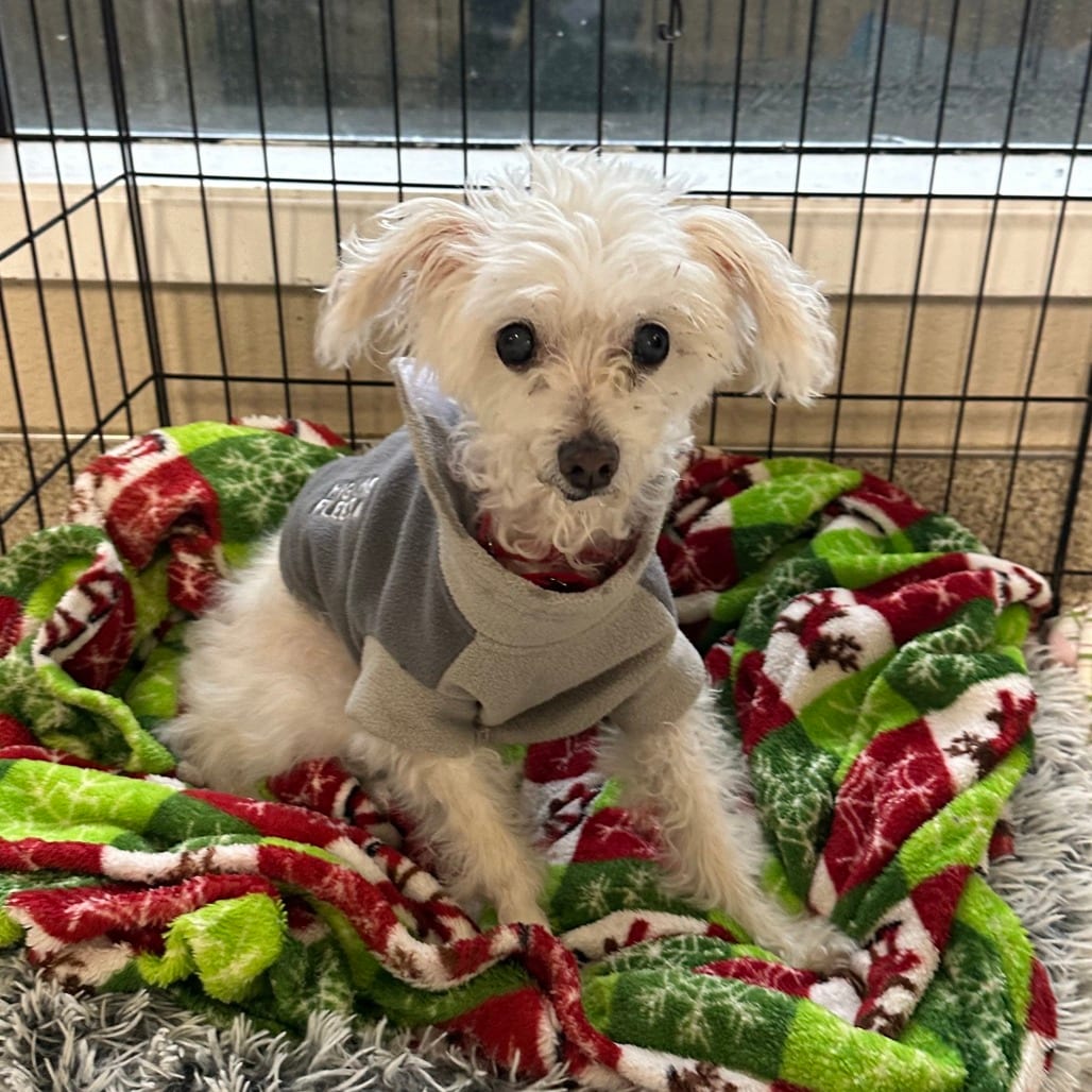 Photo of Zoey, adoptable senior Mixed Breed (Small) in Medford, Oregon
