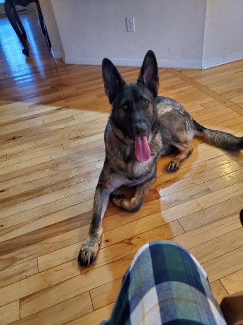 Uncle Sam, adoptable senior German Shepherd Dog in La Grange, NC
