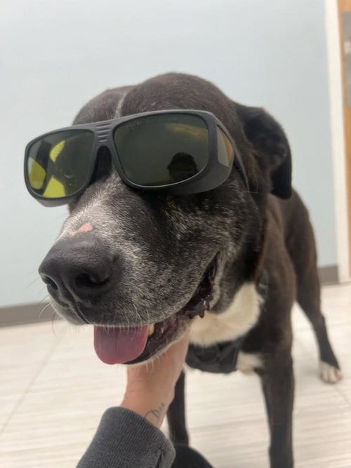 Photo of Walton, adoptable senior Plott Hound in Holly Springs, North Carolina
