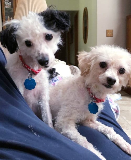 Diva / Baby, adoptable senior Poodle (Miniature) in Elizabethtown, PA