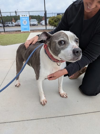 Photo of Elsa, adoptable senior dog in Atlanta, Georgia