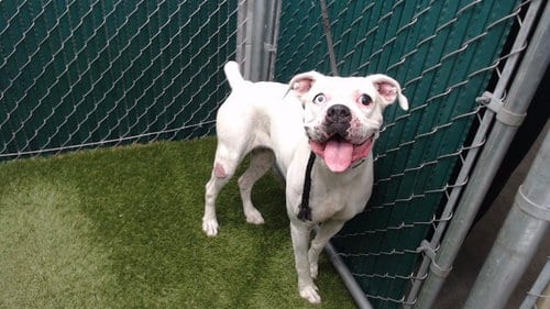 Photo of Azucena, adoptable senior Boxer in Downey, California