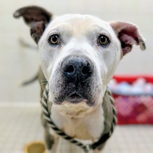 Photo of Lacey, adoptable senior Pit Bull Terrier in Oakland, California