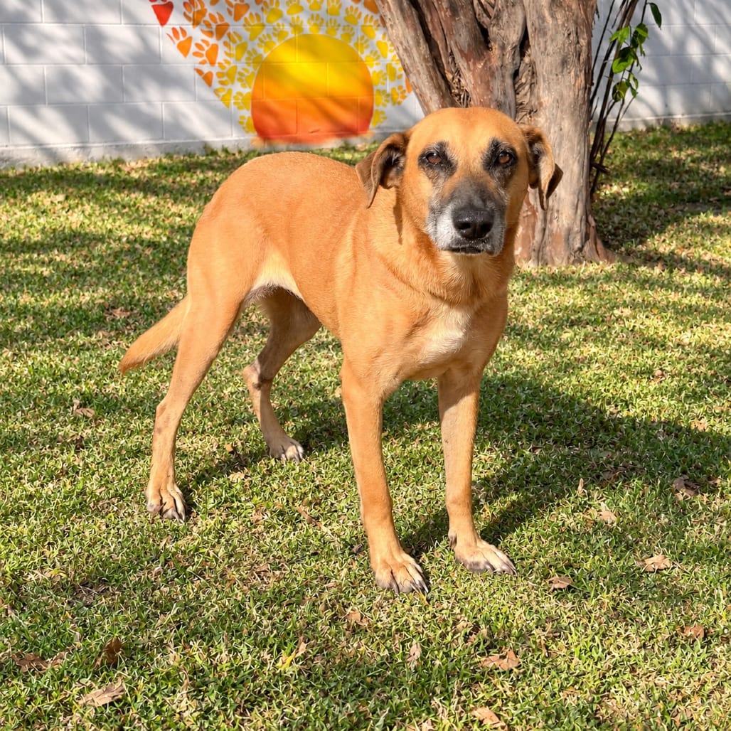 Photo of Chocolata 26-08-122, adoptable senior Shepherd in Bastrop, Texas