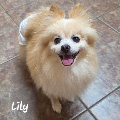 Photo of Lily - Houston, adoptable senior Pomeranian in Garland, Texas