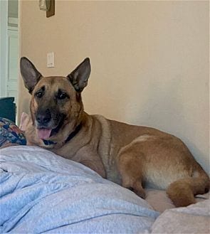 Photo of Grizzly, adoptable senior German Shepherd Dog in Dana Point, California