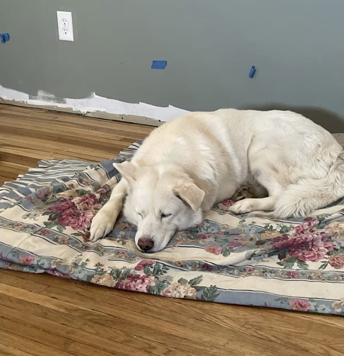 Photo of Keeba, adoptable senior Siberian Husky/Golden Retriever in Plain City, Ohio