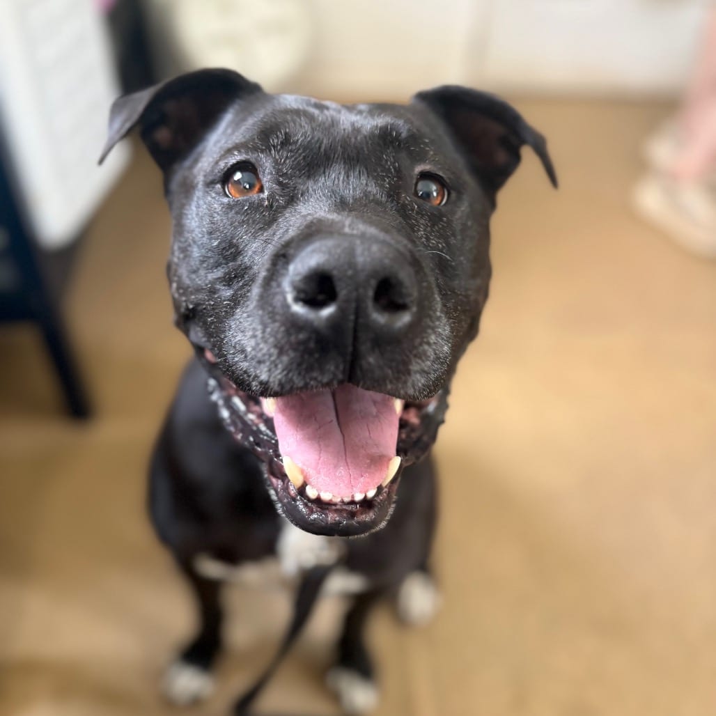 Photo of Marshall, adoptable senior Boxer / Mix in Fairfax Station, Virginia