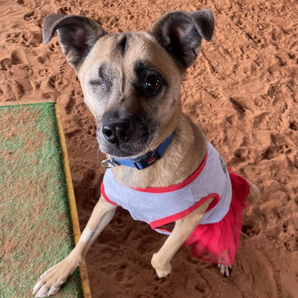 Photo of LuLu, adoptable senior Terrier, American Pit Bull / Shepherd, German in Kanab, Utah