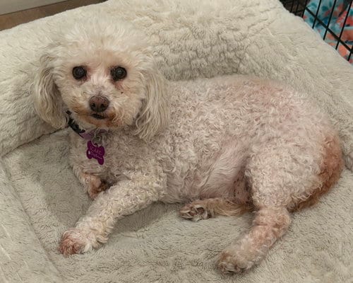 Photo of Cutie, adoptable senior Poodle (Miniature) in Corona, California