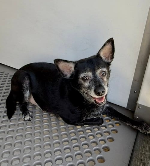 Photo of Elmer, adoptable senior Chihuahua in San Bernardino, California