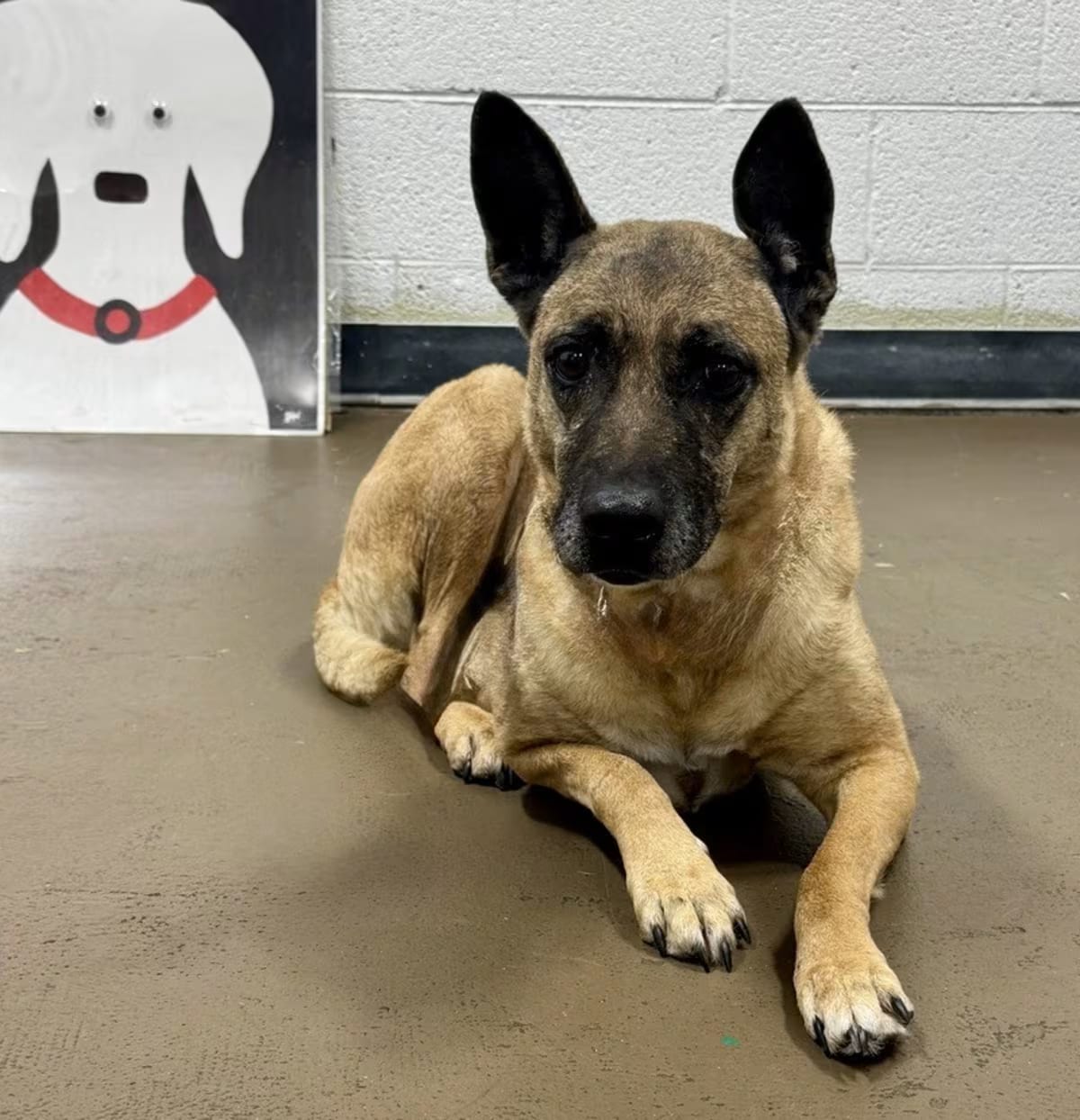 Photo of Sue, adoptable senior German Shepherd Dog in Littleton, Colorado