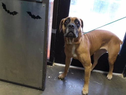 Photo of Josie, adoptable senior Cane Corso Mastiff in Tulsa, Oklahoma
