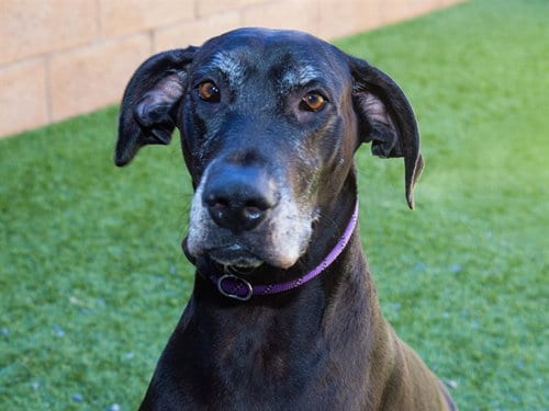 Photo of Co Bao, adoptable senior Great Dane in Moreno Valley, California