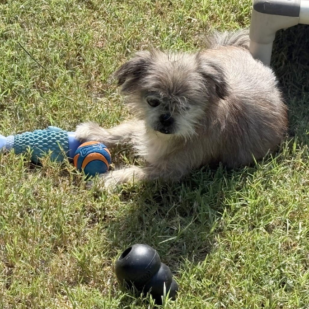 Photo of Rillo, adoptable senior Mixed Breed (Small) in St. Louis, Missouri