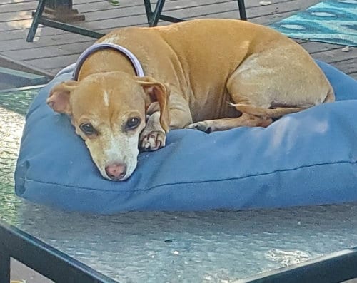 Photo of Missy, adoptable senior Dachshund in Andover, Minnesota