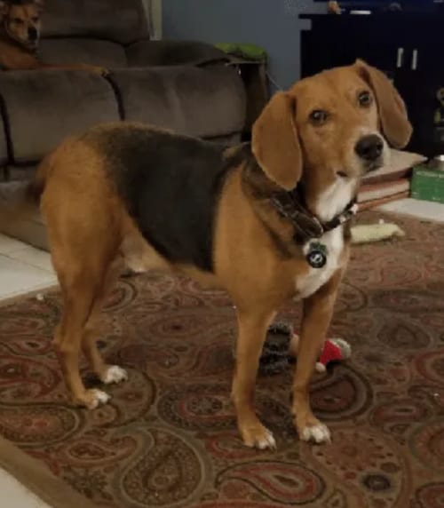 Roland, adoptable senior Beagle in Tampa, FL