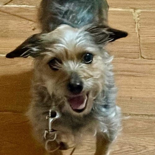 Photo of Hazel, adoptable senior Yorkshire Terrier Yorkie in Spring Lake, North Carolina