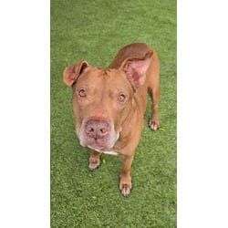 Photo of Theo, adoptable senior Terrier (Unknown Type, Medium) in Doral, Florida