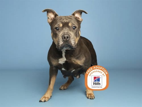 Photo of Katniss, adoptable senior American Pit Bull Terrier in Phoenix, Arizona