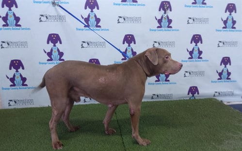 Photo of Frankie, adoptable senior Pit Bull Terrier in Orlando, Florida
