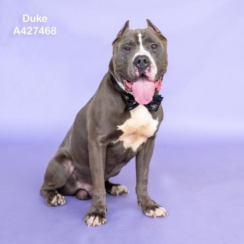 Photo of Duke, adoptable senior Pit Bull Terrier in Conroe, Texas