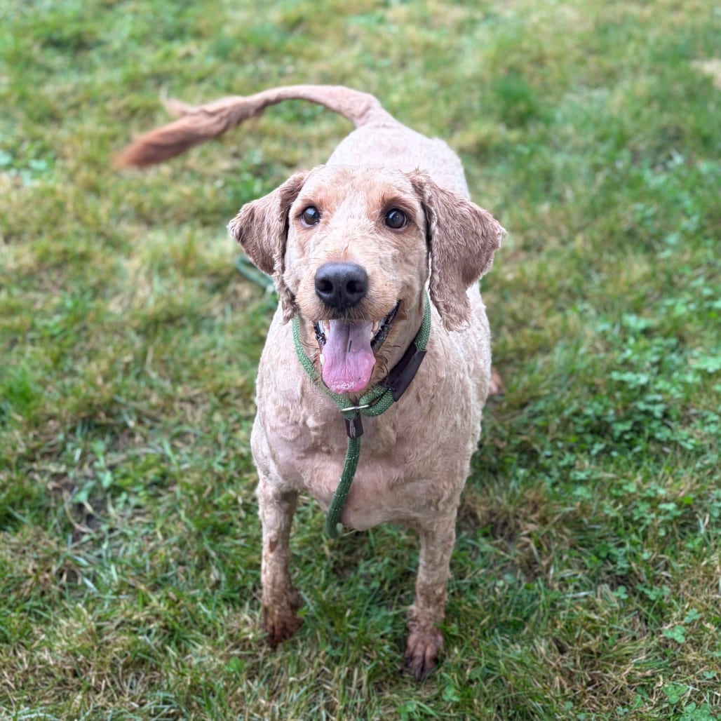 Photo of Duke (real name) KCAC 26-38905, adoptable senior Poodle, Standard / Retriever, Golden in Hayden, Idaho