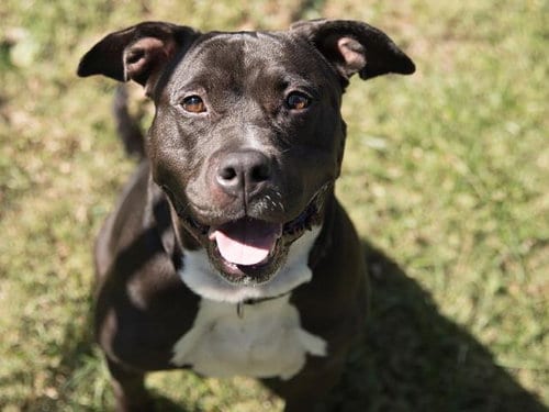 JETTA, adoptable senior Pit Bull Terrier in Lawrence, KS