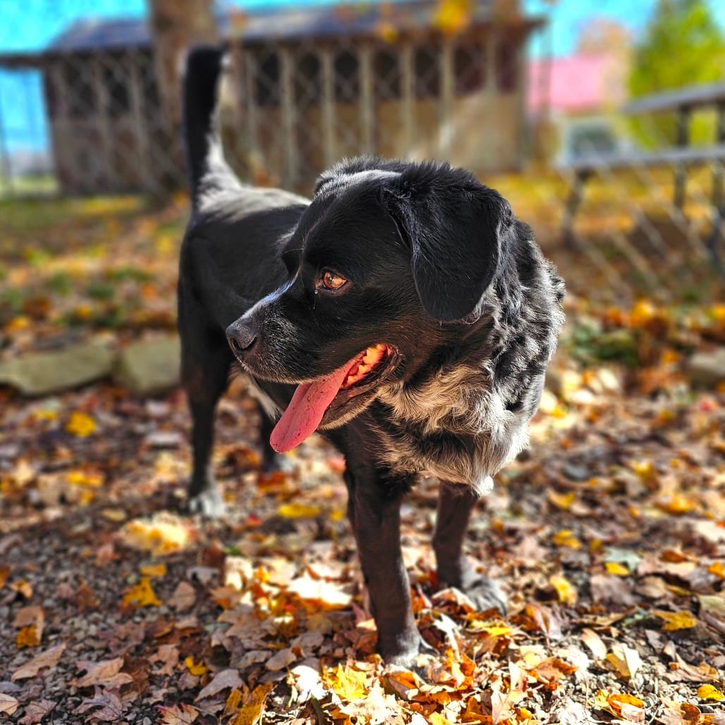 Photo of Dillon, adoptable senior Spaniel / Mix in Middletown, New York