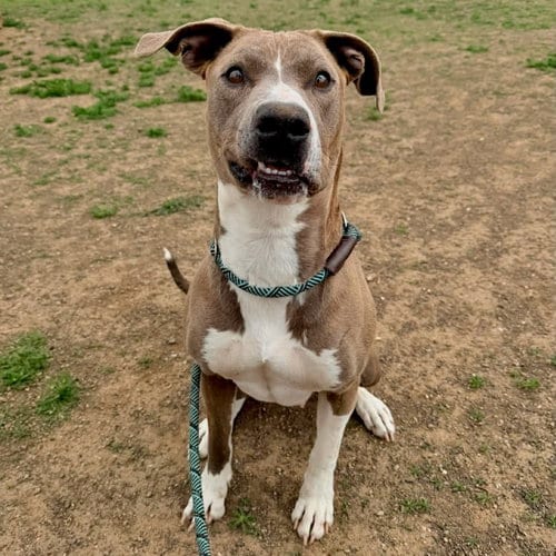 Photo of Marley, adoptable senior Pit Bull Terrier in Yreka, California