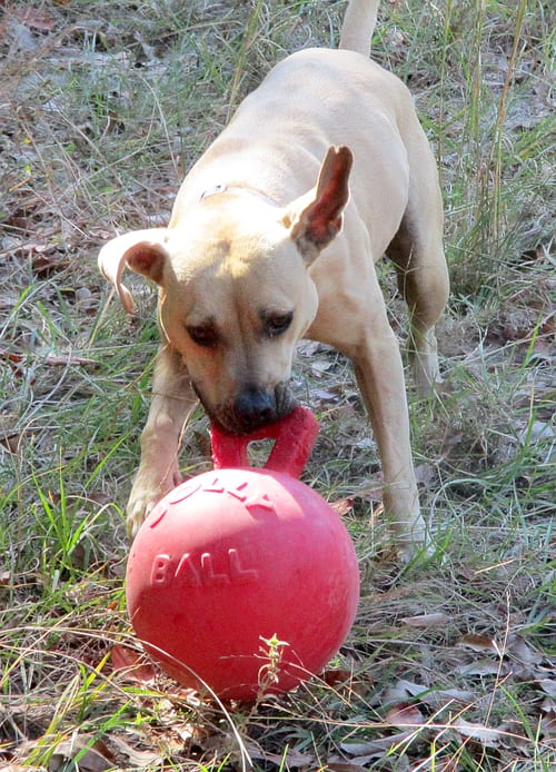 Gilley, adoptable senior Labrador Retriever in Camden, SC
