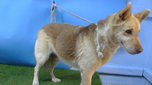 Photo of A5805562, adoptable senior Siberian Husky in Gardena, California