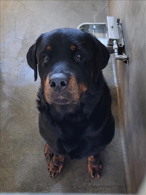 Photo of Ace, adoptable senior Rottweiler in Van Nuys, California