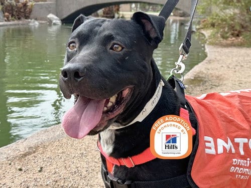 Photo of Humberto, adoptable senior American Pit Bull Terrier in Phoenix, Arizona