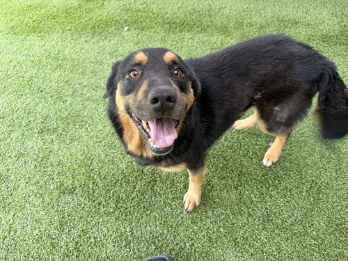 Photo of Kaiser, adoptable senior Rottweiler in Garland, Texas