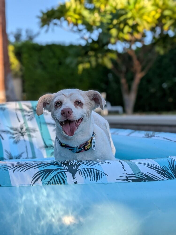 Photo of Chia, adoptable senior Chihuahua in Eugene, Oregon