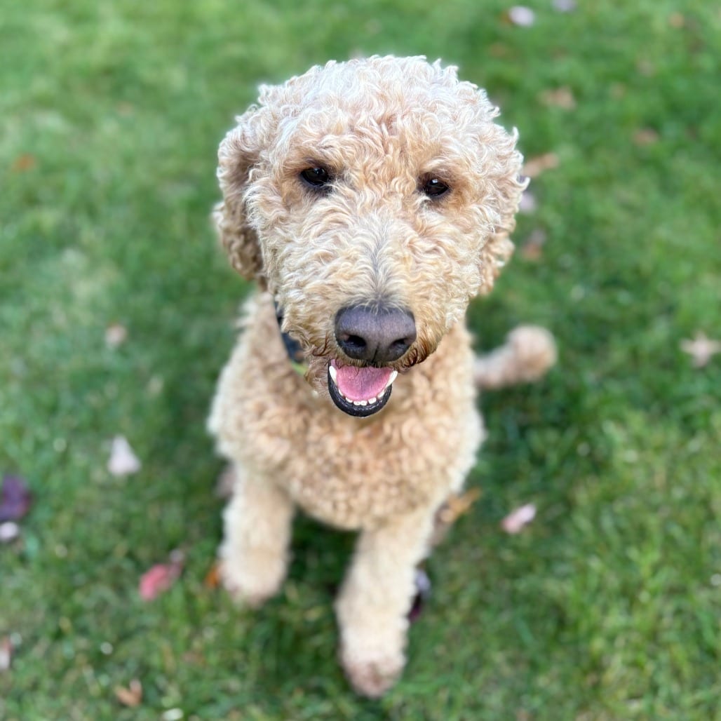 Photo of Henna D12826, adoptable senior Labradoodle / Poodle, Standard in Princeton area, Minnesota