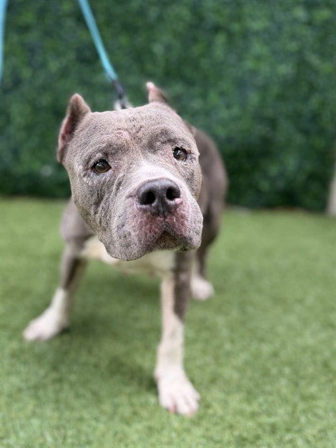 Photo of Tilly, adoptable senior American Pit Bull Terrier in Naples, Florida