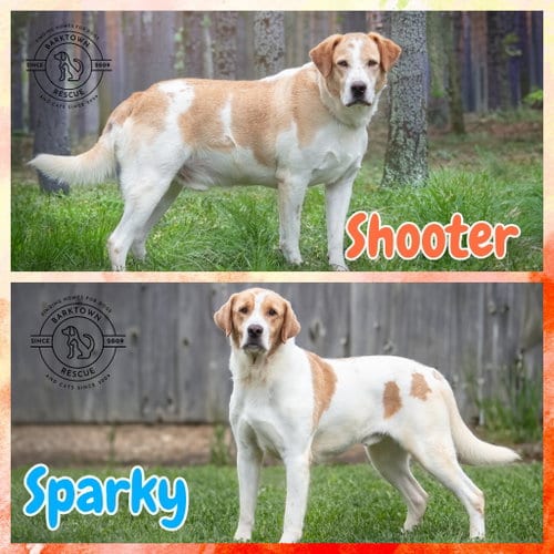 Photo of Shooter & Sparky, adoptable senior Labrador Retriever in Boston, Kentucky