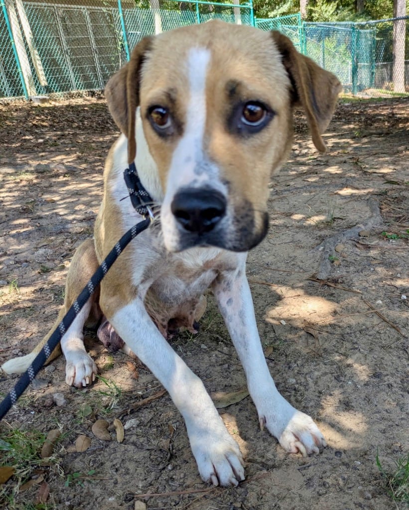 Photo of Nancy, adoptable senior Hound in Little Rock, Arkansas