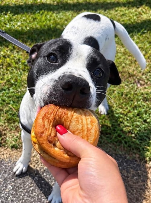 Photo of Cupcake, adoptable senior American Staffordshire Terrier in Burnsville, North Carolina