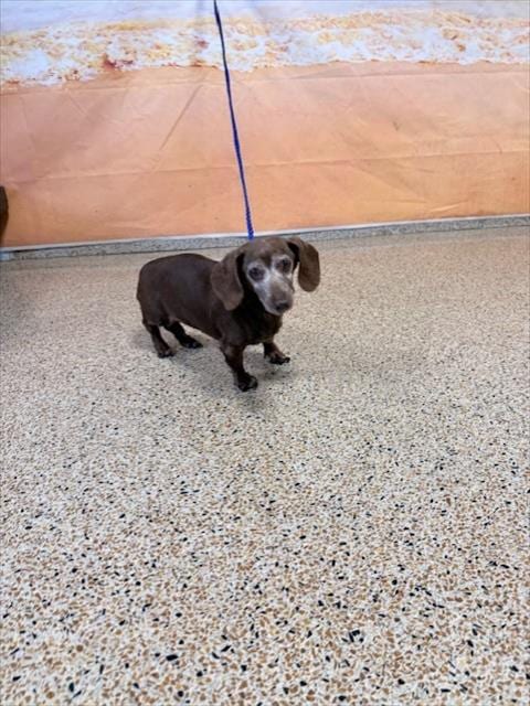 Photo of Nutella, adoptable senior Dachshund in Miami, Florida