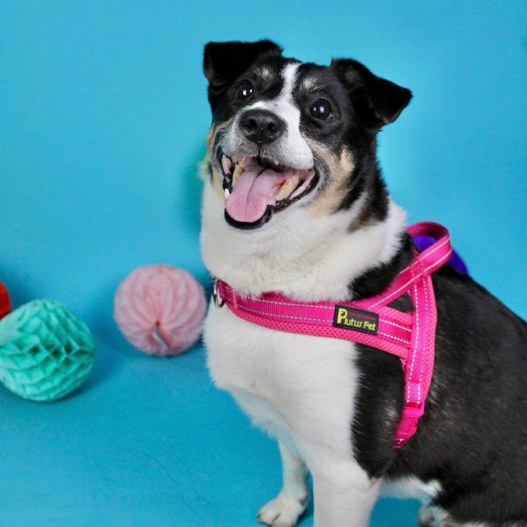 Photo of Evie, adoptable senior Terrier in Georgia, Georgia
